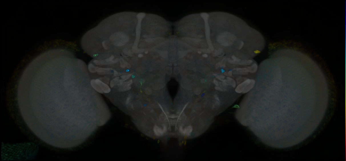 P{GMR26D03-GAL4} expression pattern