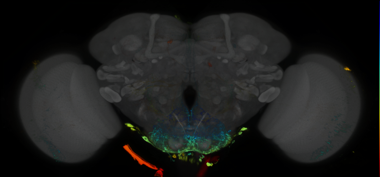 P{GMR27E09-GAL4} expression pattern