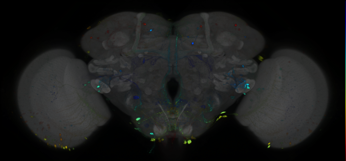 P{GMR28C05-GAL4} expression pattern