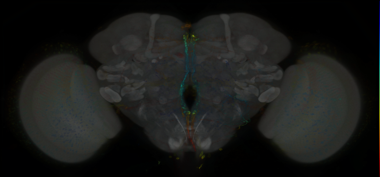 P{GMR28E10-GAL4} expression pattern