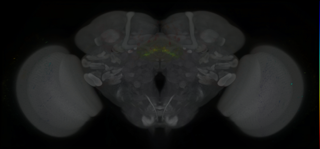 P{GMR29A11-GAL4} expression pattern