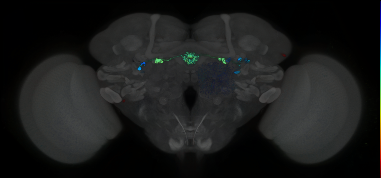 P{GMR29C07-GAL4} expression pattern