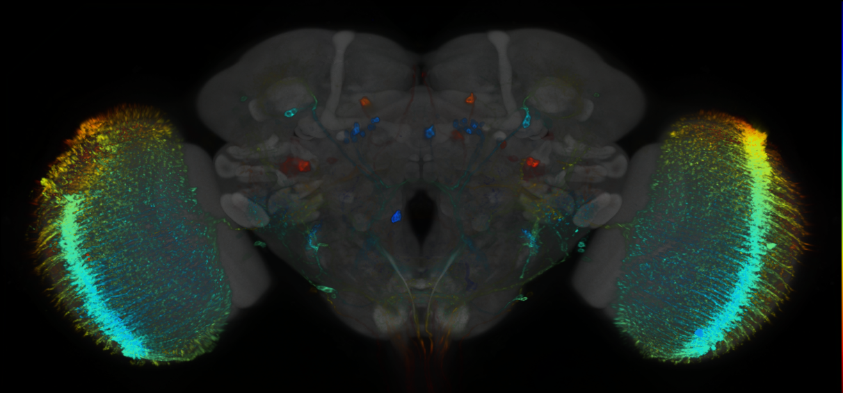 P{GMR29F12-GAL4} expression pattern