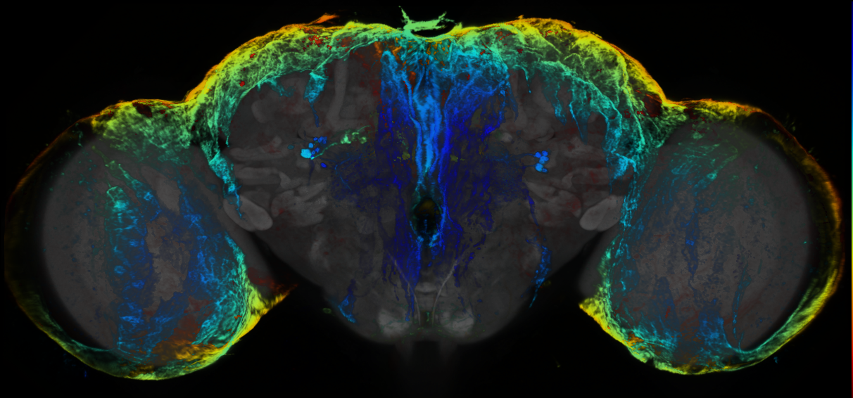 P{GMR29H10-GAL4} expression pattern