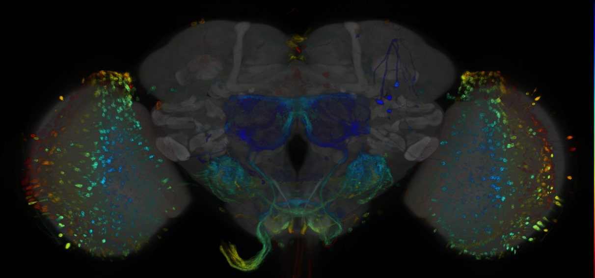 P{GMR30B01-GAL4} expression pattern