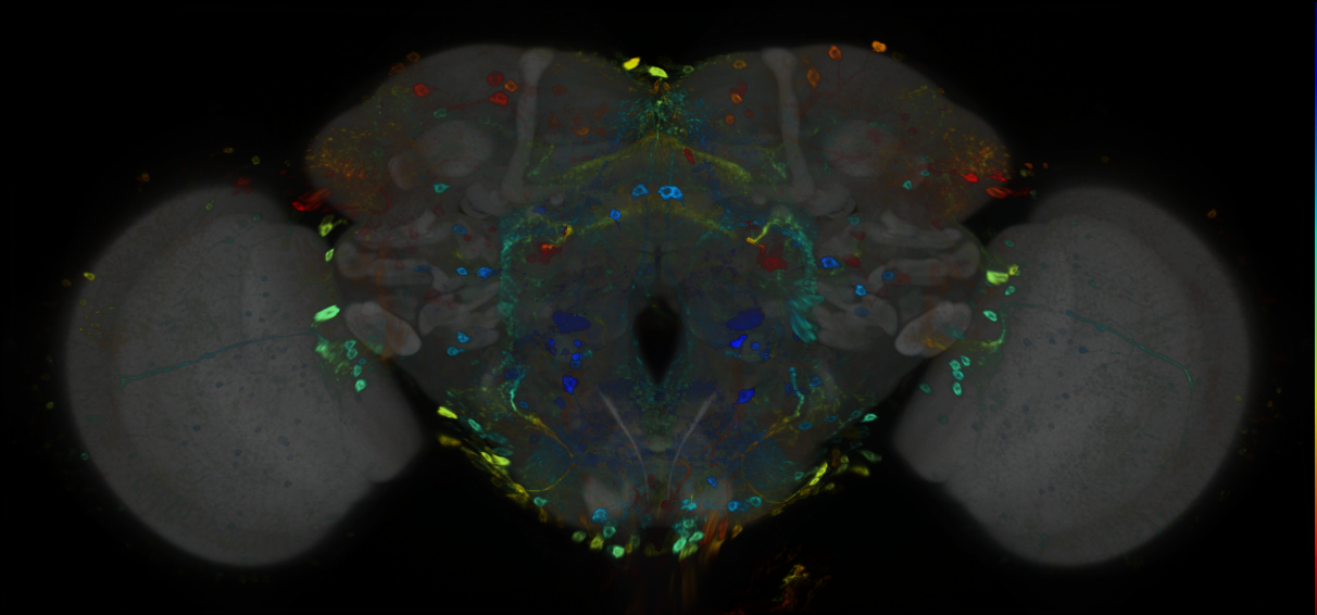 P{GMR30F07-GAL4} expression pattern