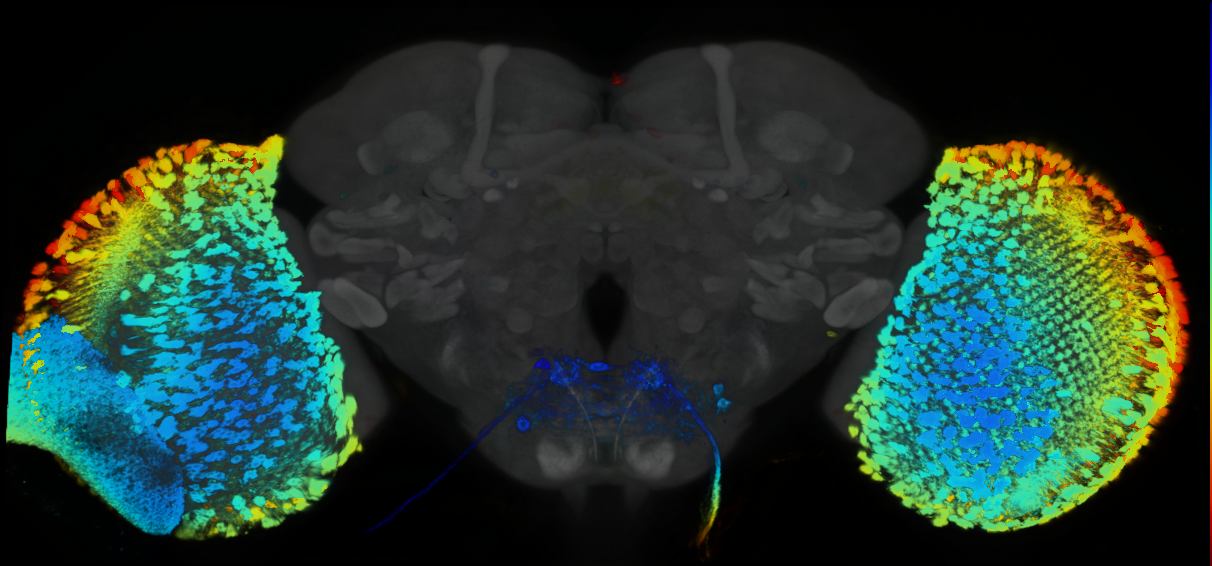 P{GMR30F10-GAL4} expression pattern