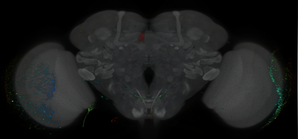 P{GMR31F12-GAL4} expression pattern