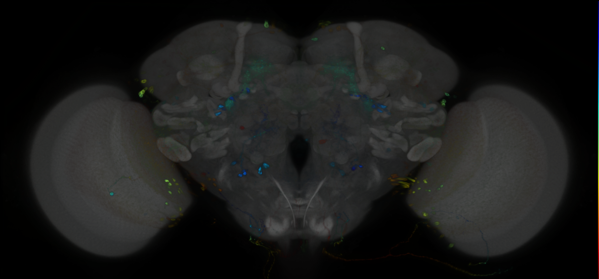 P{GMR31G04-GAL4} expression pattern