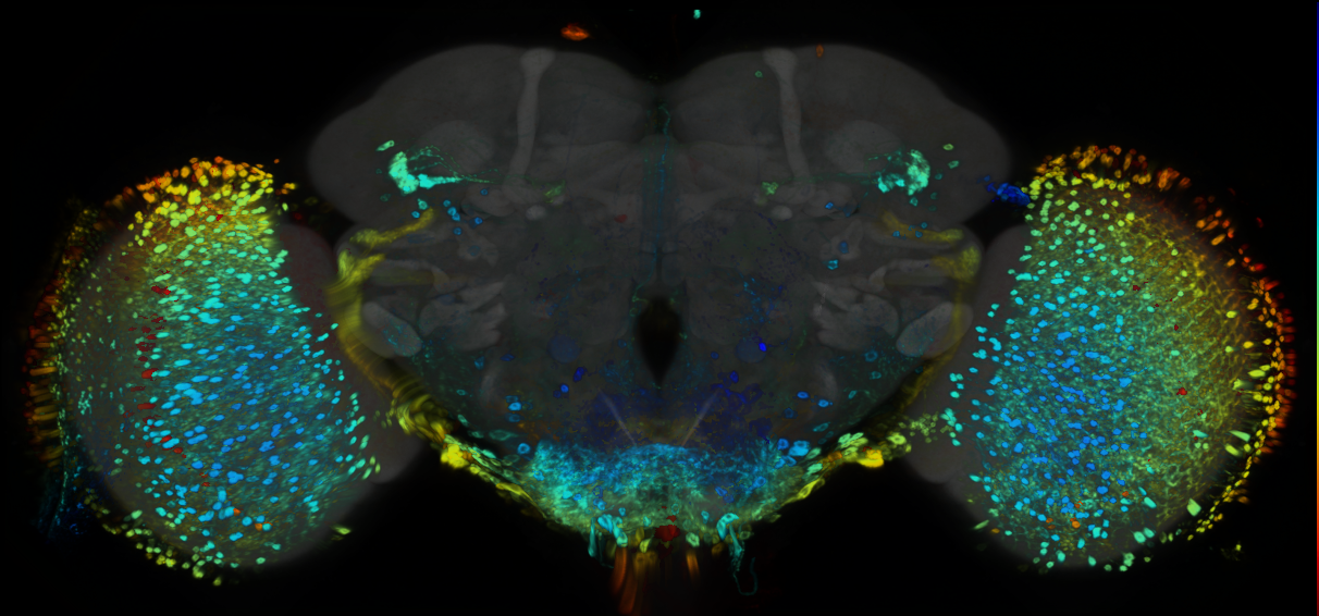 P{GMR32B04-GAL4} expression pattern