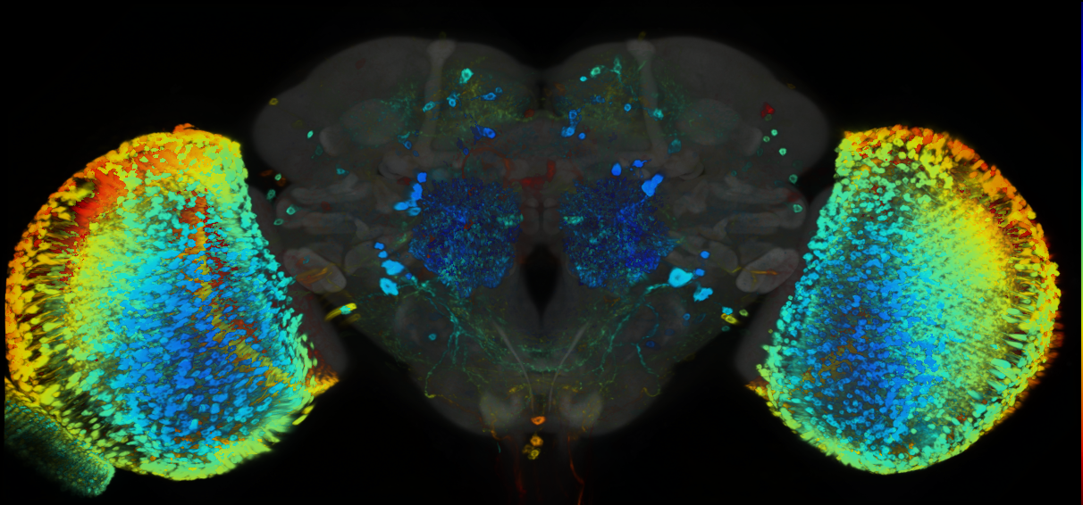 P{GMR32C05-GAL4} expression pattern