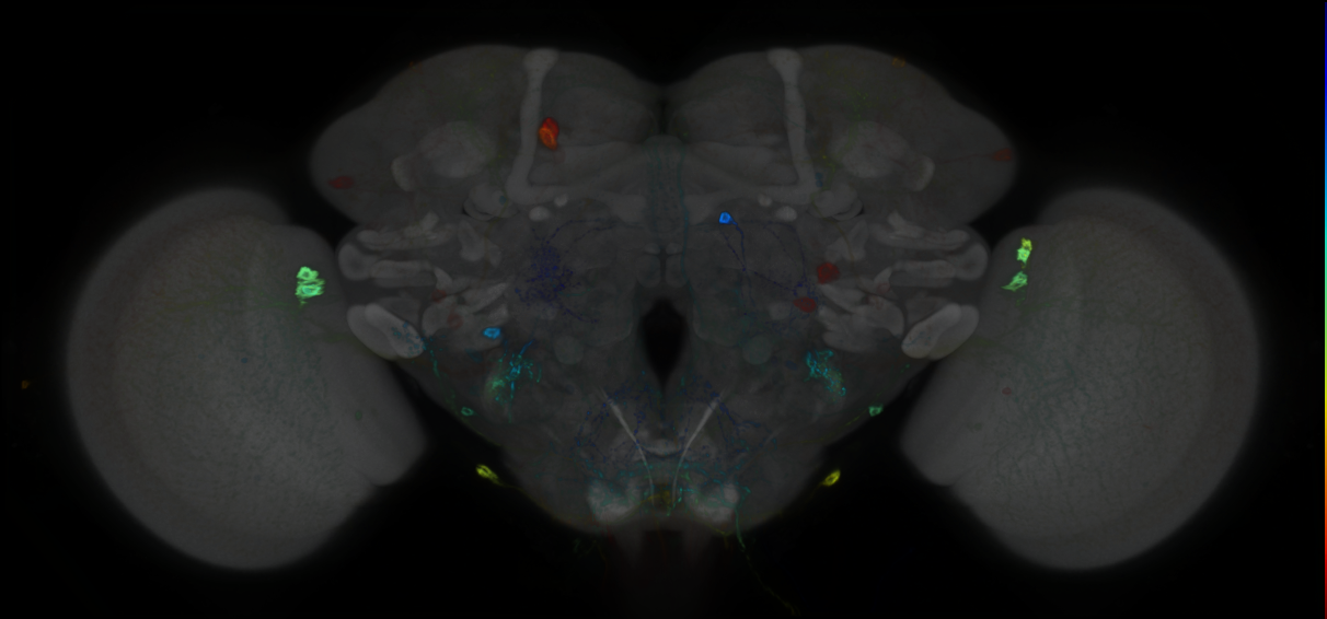 P{GMR32D10-GAL4} expression pattern