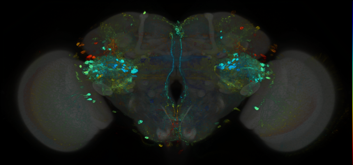 P{GMR32G09-GAL4} expression pattern