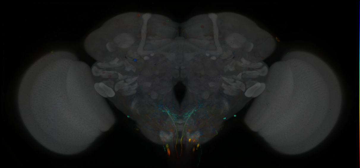 P{GMR32H01-GAL4} expression pattern