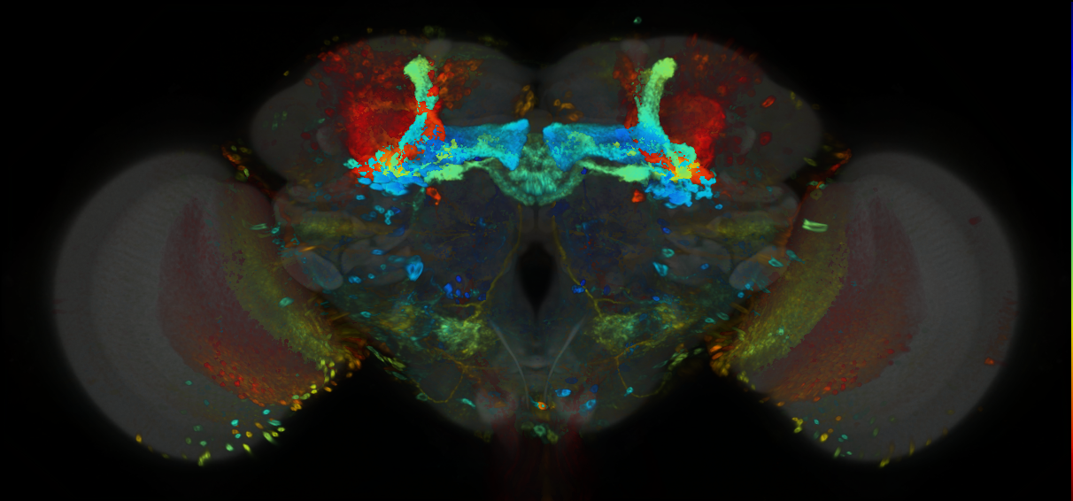 P{GMR33C08-GAL4} expression pattern
