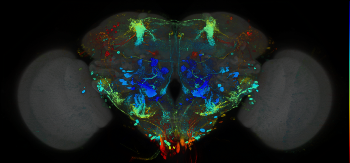 P{GMR33E02-GAL4} expression pattern