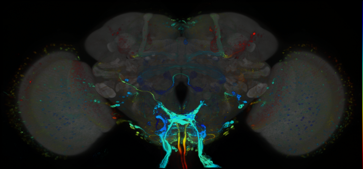 P{GMR33F08-GAL4} expression pattern