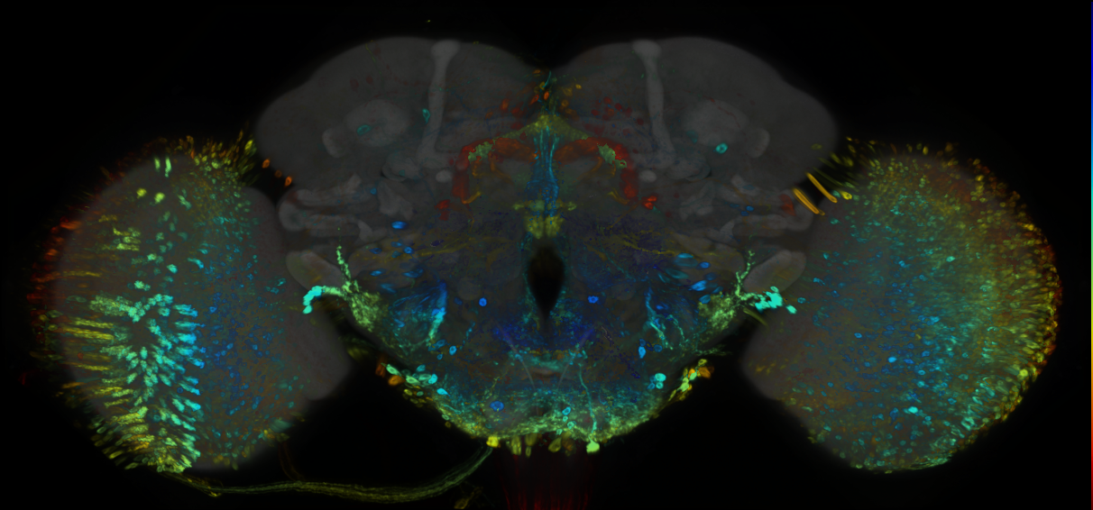 P{GMR33F09-GAL4} expression pattern