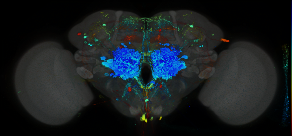 P{GMR34F03-GAL4} expression pattern