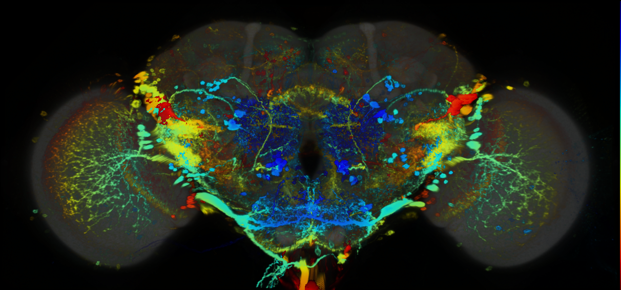 P{GMR34H08-GAL4} expression pattern