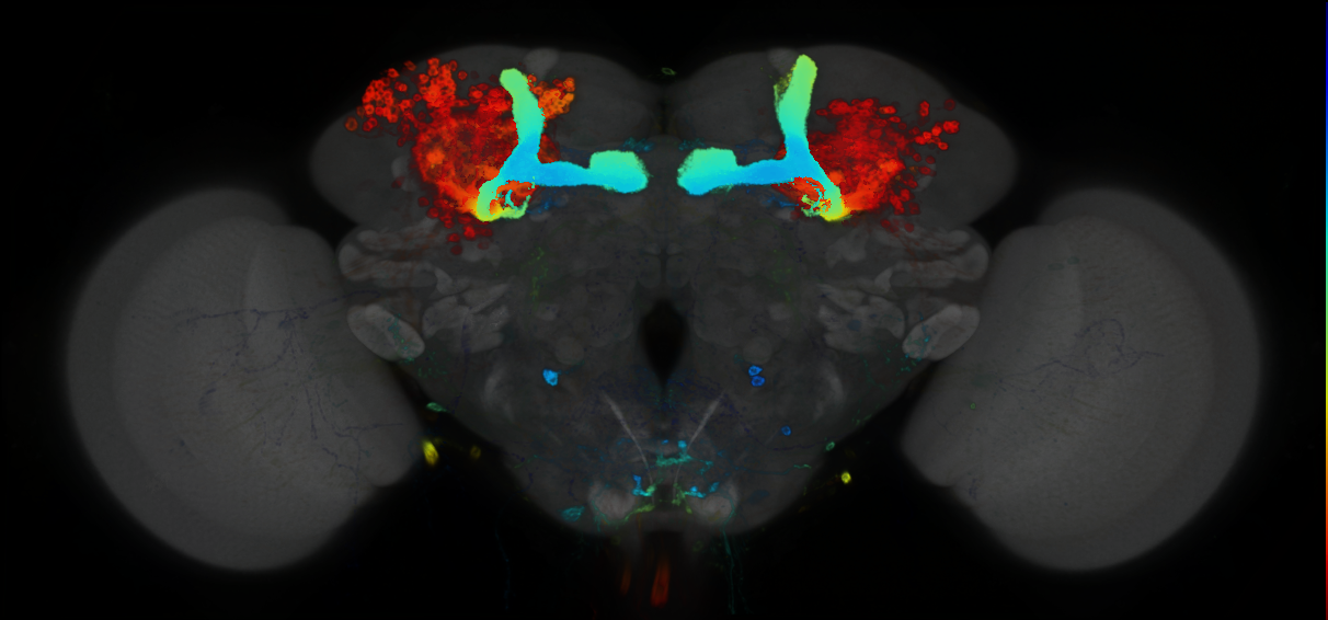 P{GMR35B12-GAL4} expression pattern