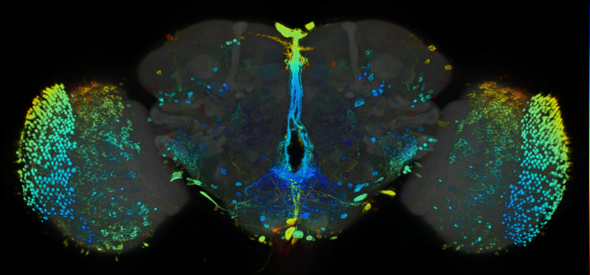 P{GMR35C05-GAL4} expression pattern