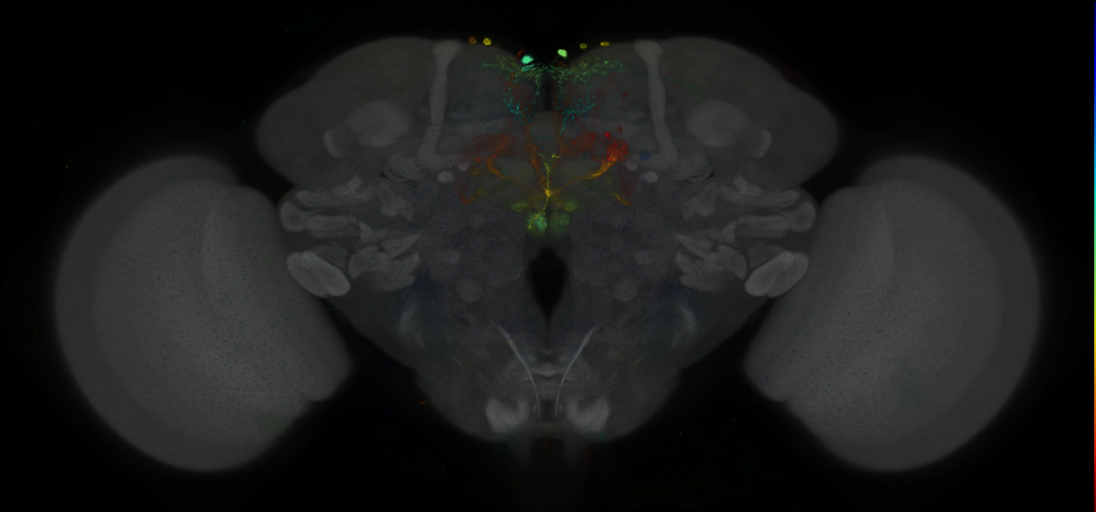 P{GMR35D07-GAL4} expression pattern
