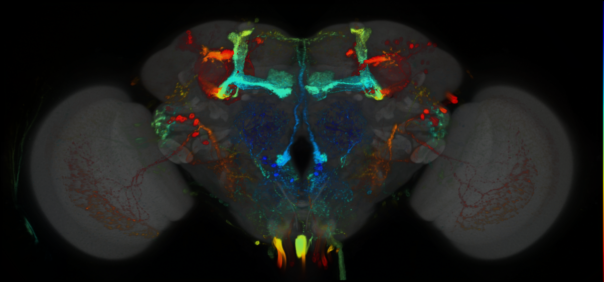 P{GMR37F11-GAL4} expression pattern