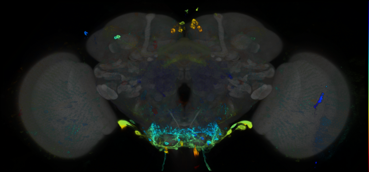 P{GMR37G01-GAL4} expression pattern