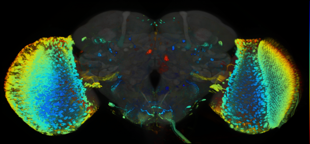 P{GMR38A02-GAL4} expression pattern