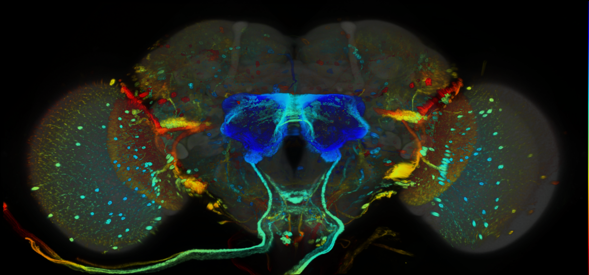 JRC_R38A03_GAL4_Brain_20100331