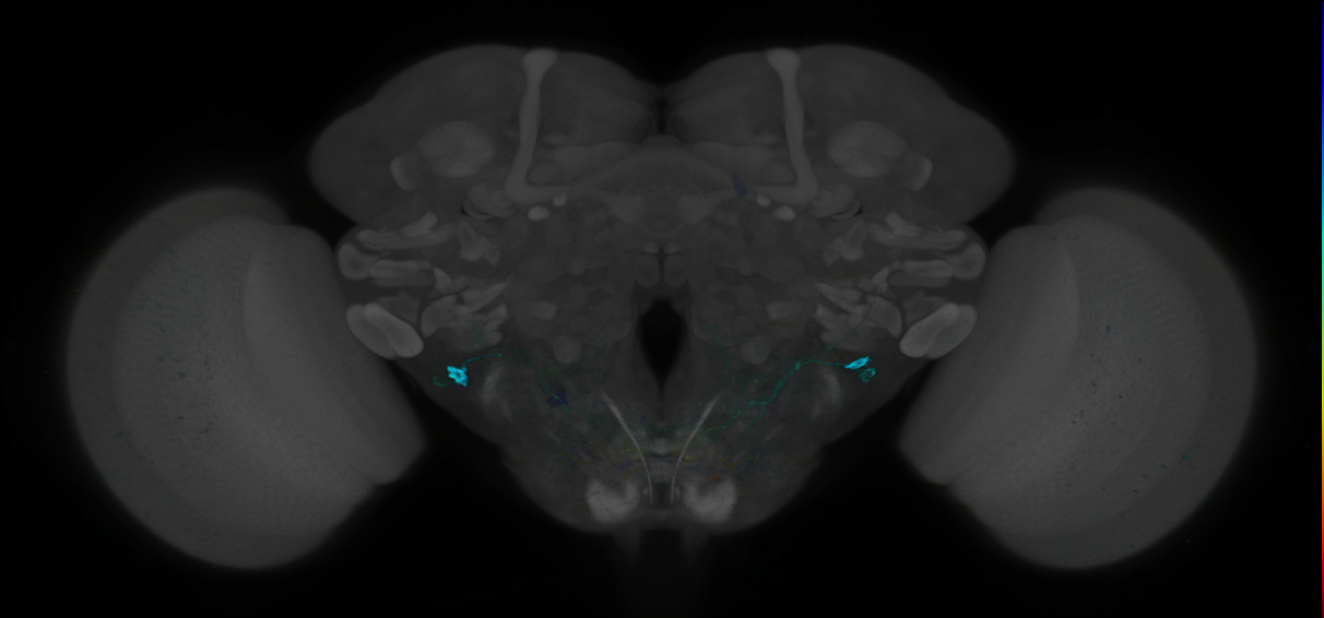 P{GMR38A06-GAL4} expression pattern