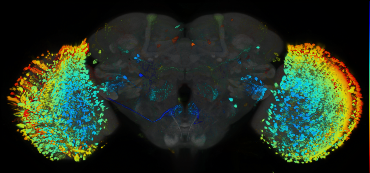 P{GMR38B05-GAL4} expression pattern