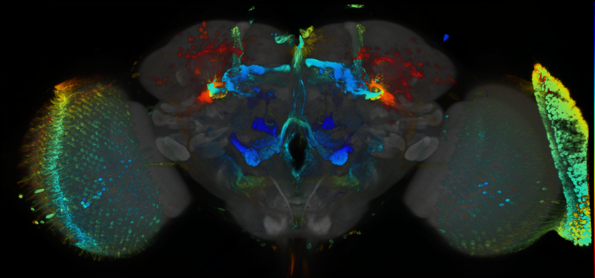 P{GMR38B11-GAL4} expression pattern