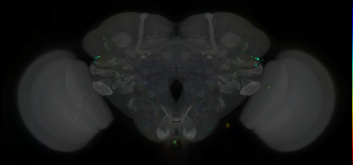 P{GMR38C05-GAL4} expression pattern