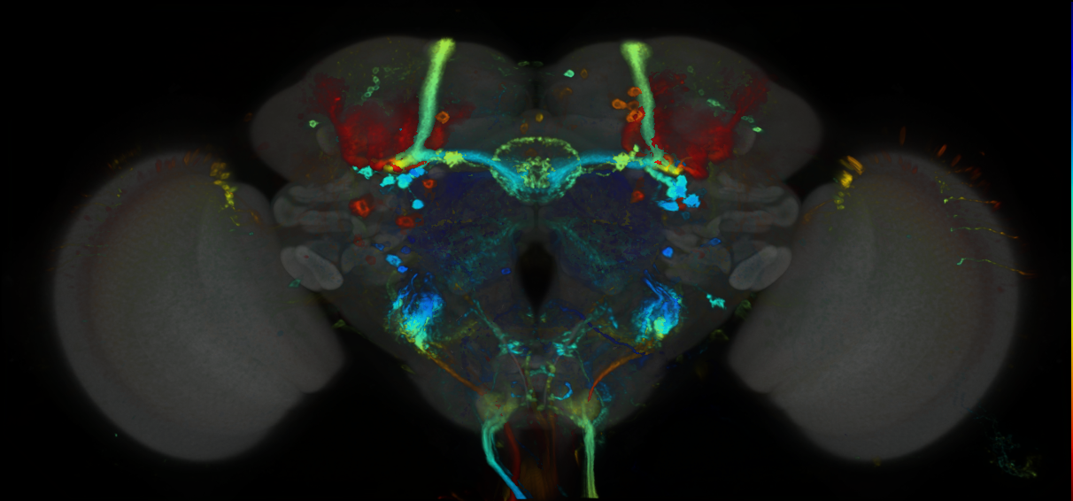 P{GMR38C12-GAL4} expression pattern