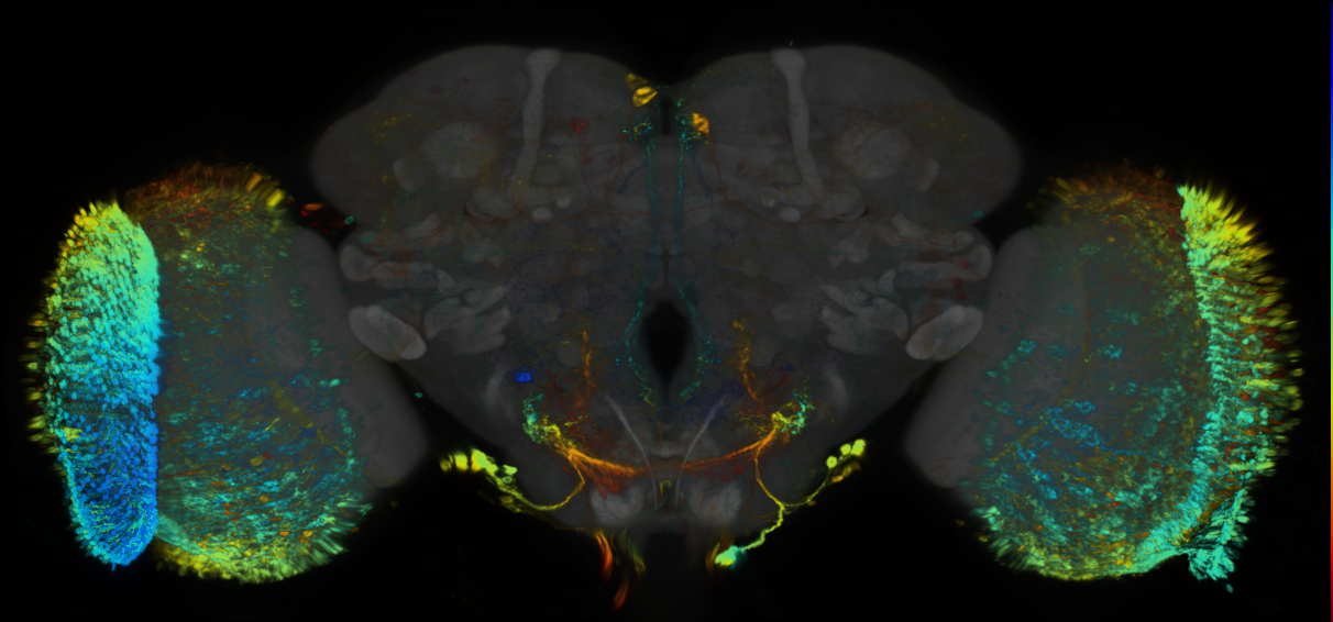 P{GMR38D06-GAL4} expression pattern