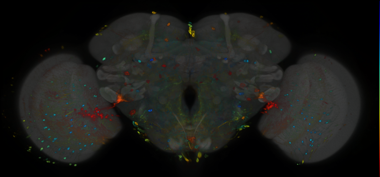 P{GMR38H03-GAL4} expression pattern