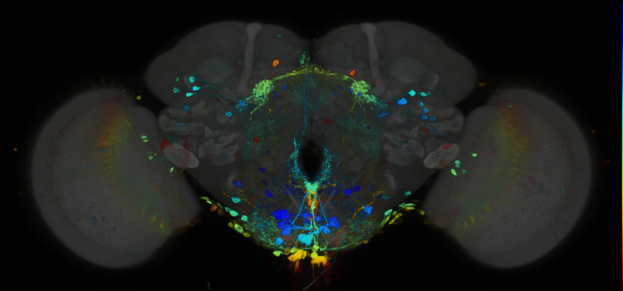 P{GMR39A02-GAL4} expression pattern