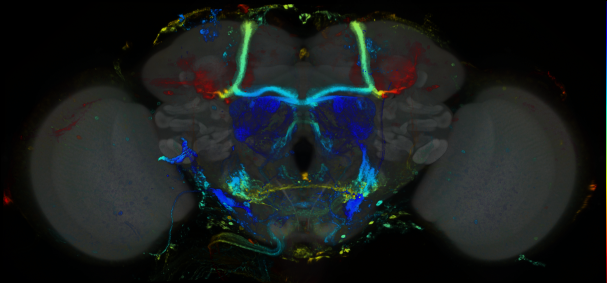 P{GMR39C12-GAL4} expression pattern