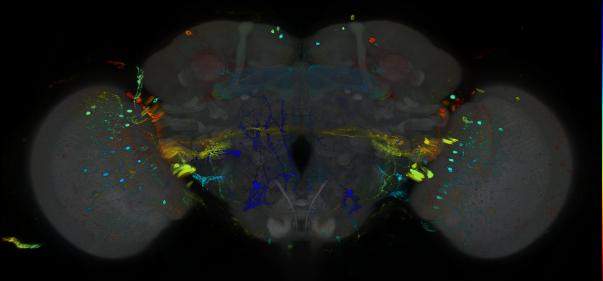 P{GMR39D04-GAL4} expression pattern