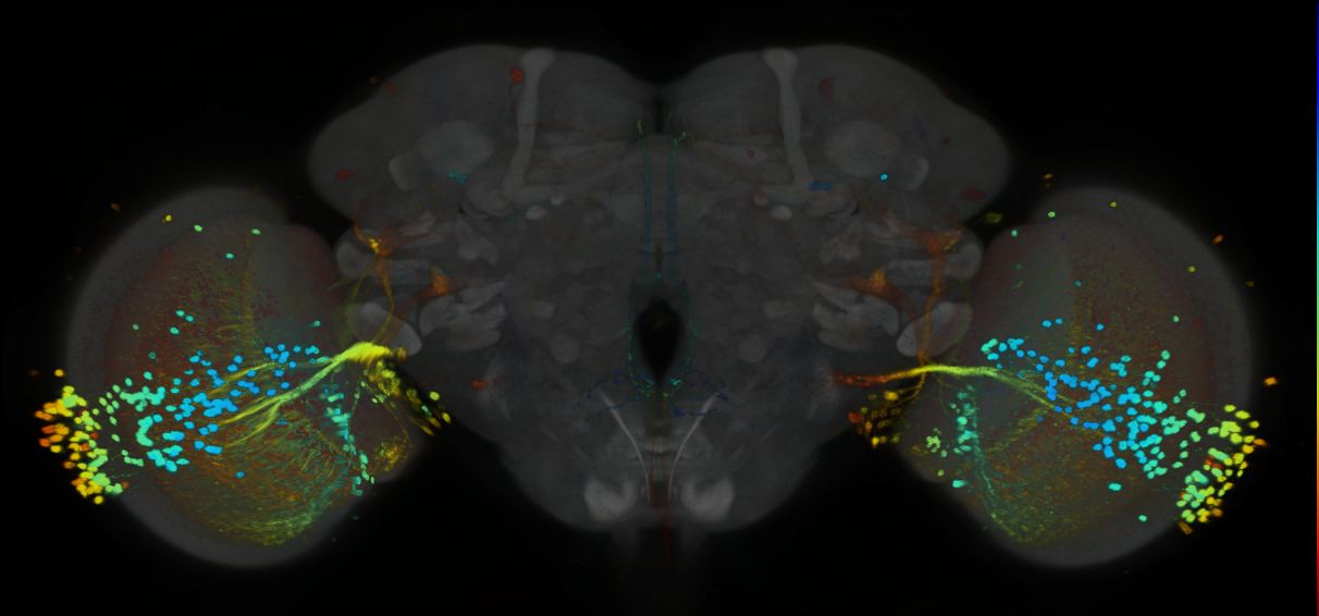 P{GMR39G01-GAL4} expression pattern