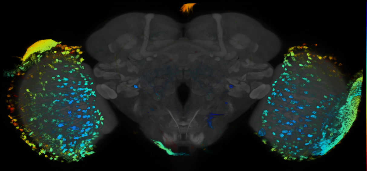 P{GMR40C02-GAL4} expression pattern