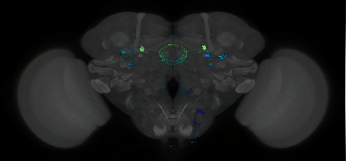P{GMR40D05-GAL4} expression pattern
