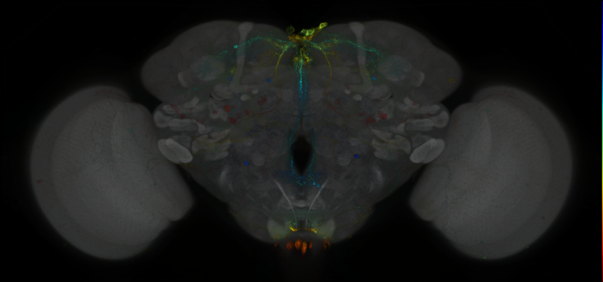 P{GMR40F04-GAL4} expression pattern