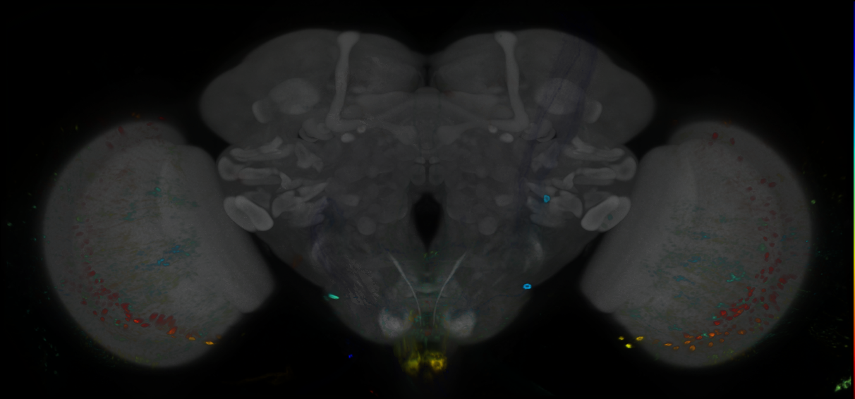 P{GMR40H02-GAL4} expression pattern
