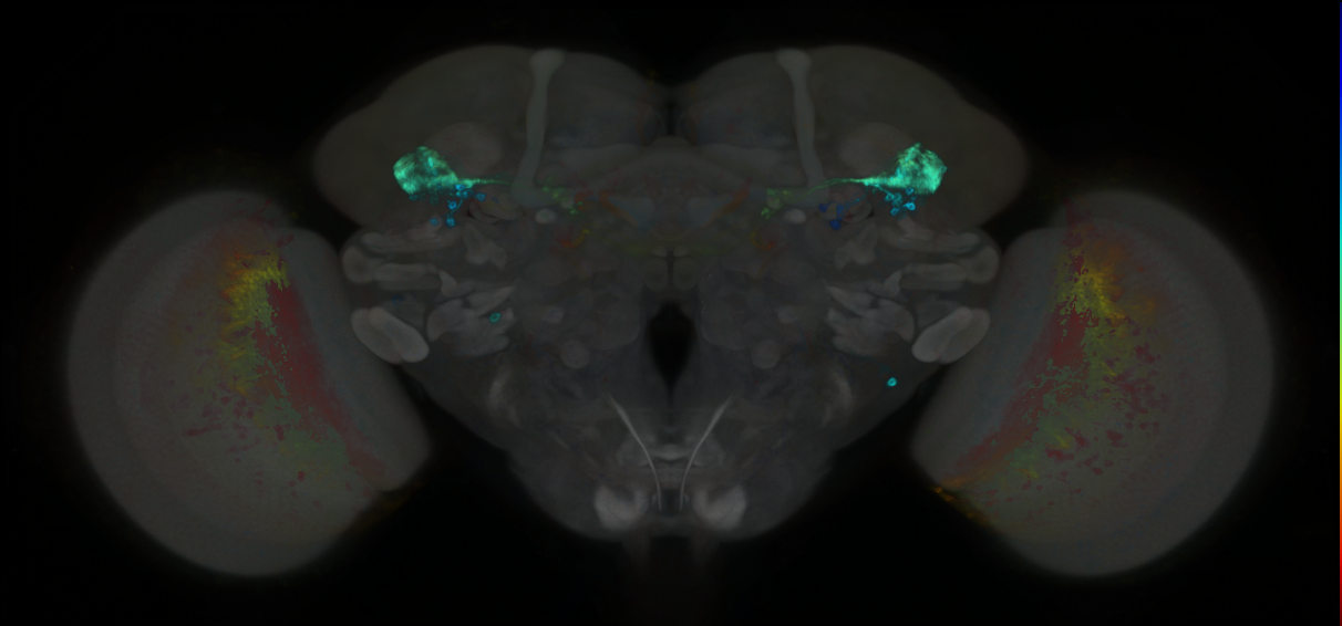 P{GMR41C06-GAL4} expression pattern