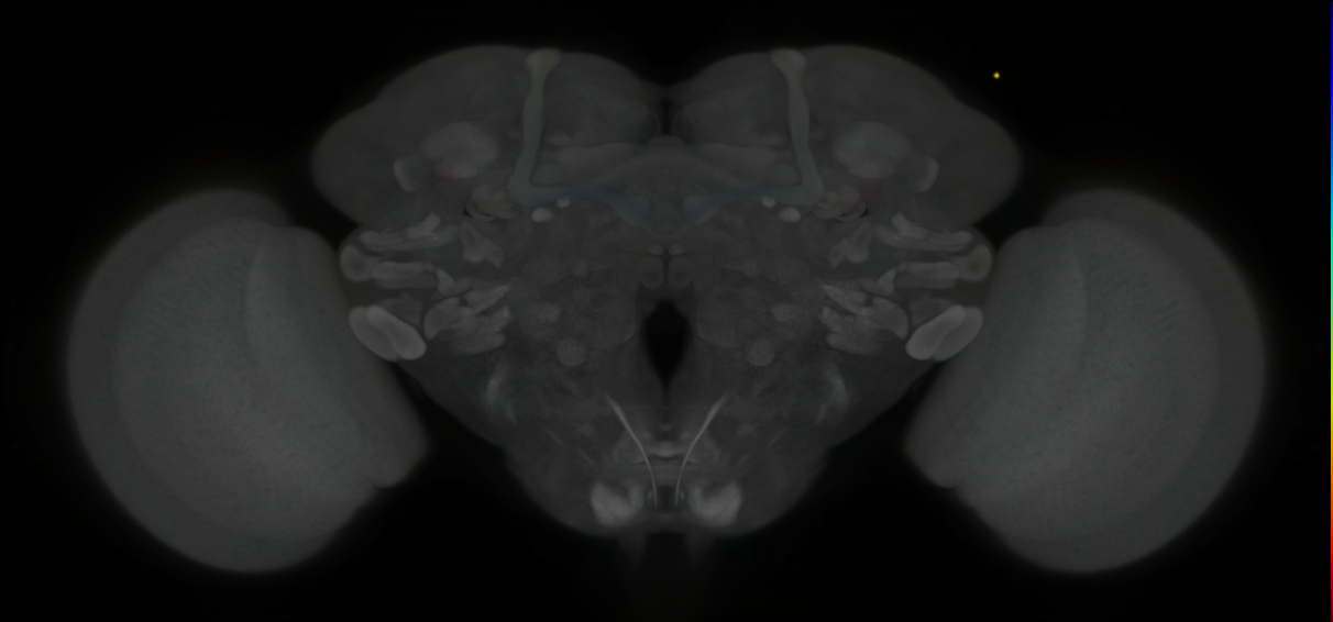 P{GMR41C10-GAL4} expression pattern