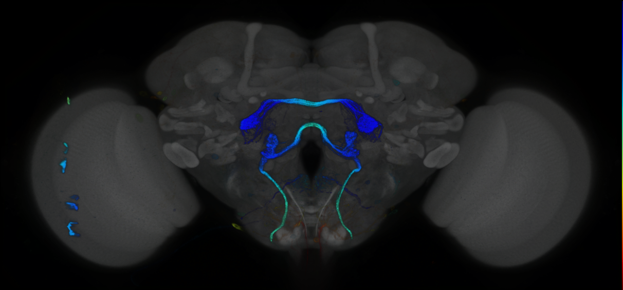 P{GMR41E01-GAL4} expression pattern