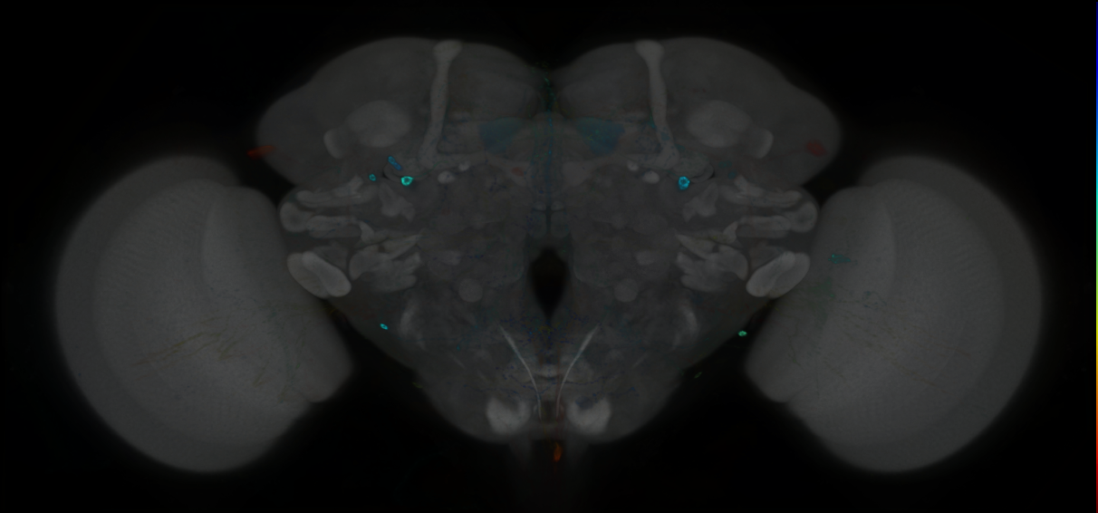 P{GMR41G06-GAL4} expression pattern